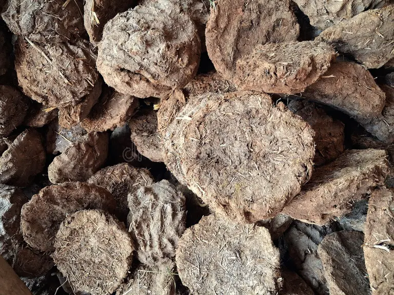 Cow Dung